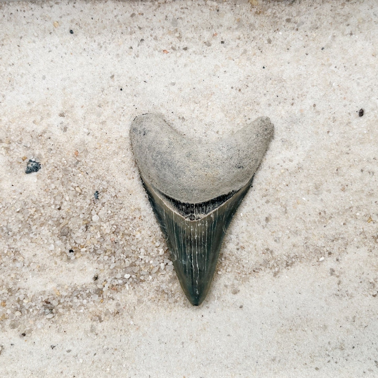 2.39" Megalodon from Bone Valley, FL