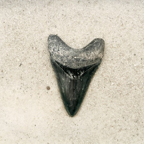 2.61" Megalodon from Bone Valley, FL