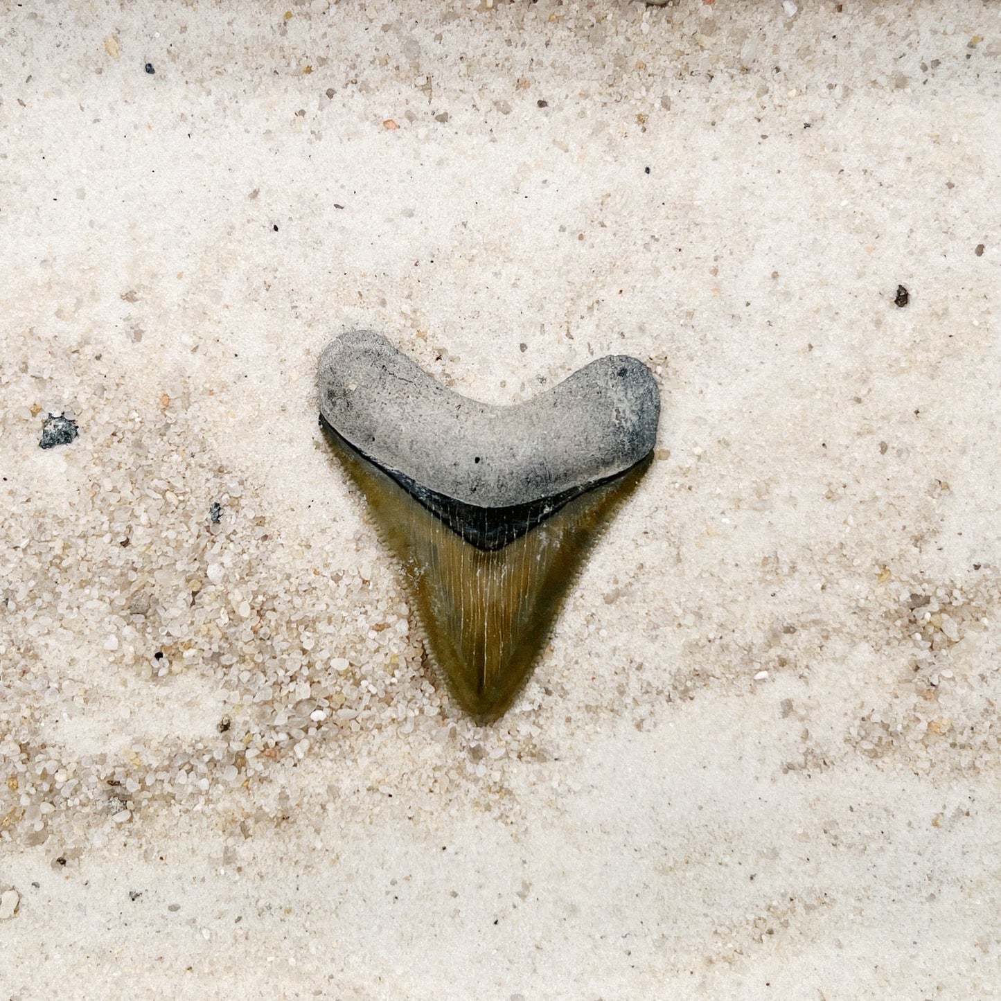 1.97" Megalodon from Bone Valley, FL