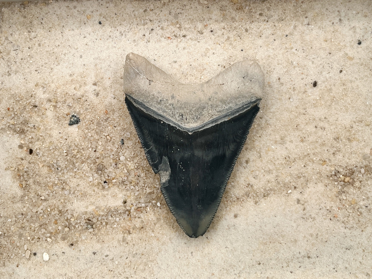 3.12" Megalodon from Bone Valley, FL
