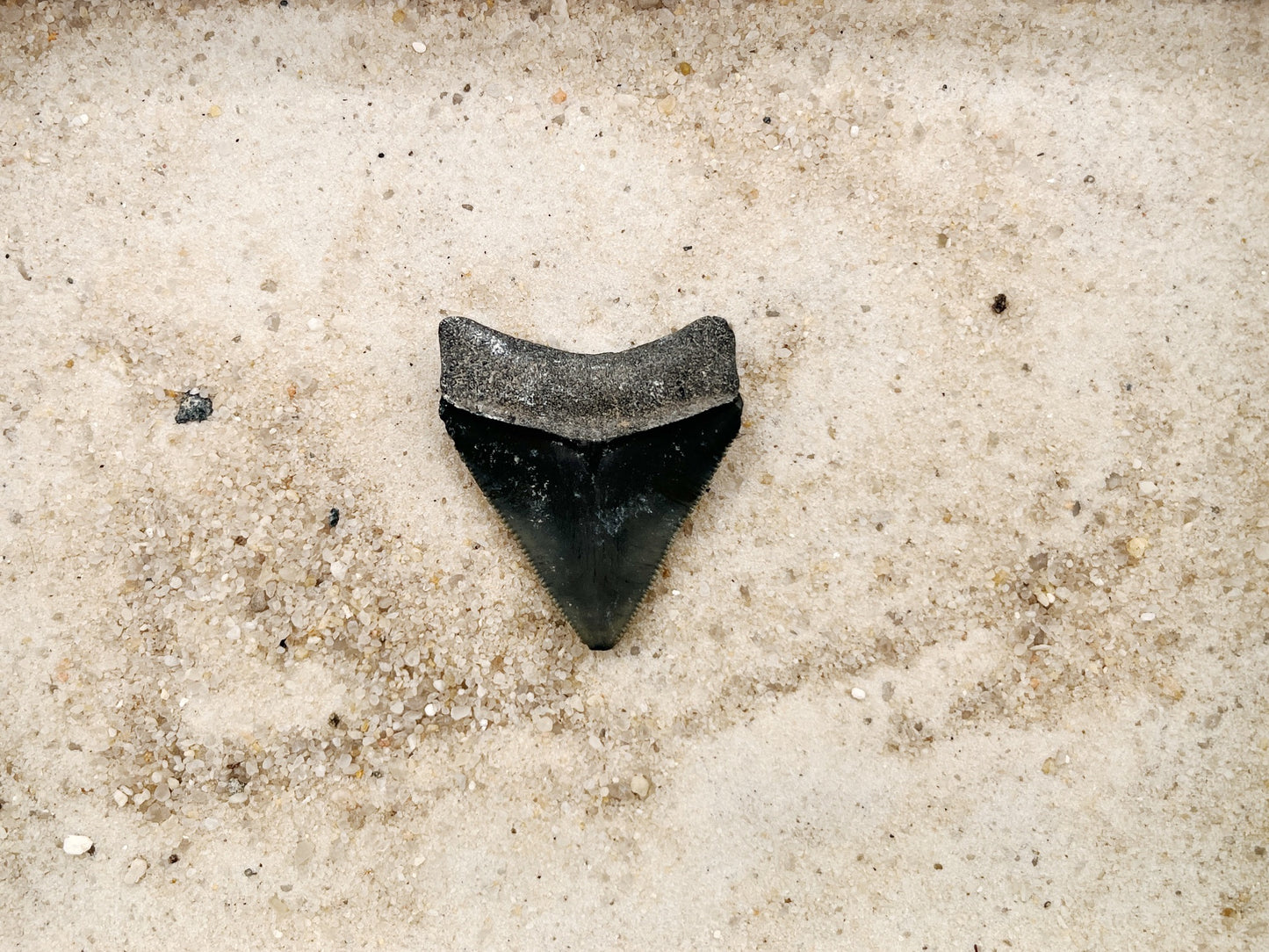1.80" Megalodon from Bone Valley, FL