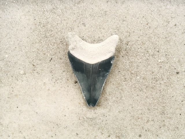 2.41" Megalodon from Bone Valley, FL
