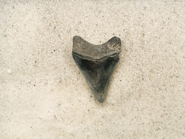 2.13" Megalodon from Bone Valley, FL