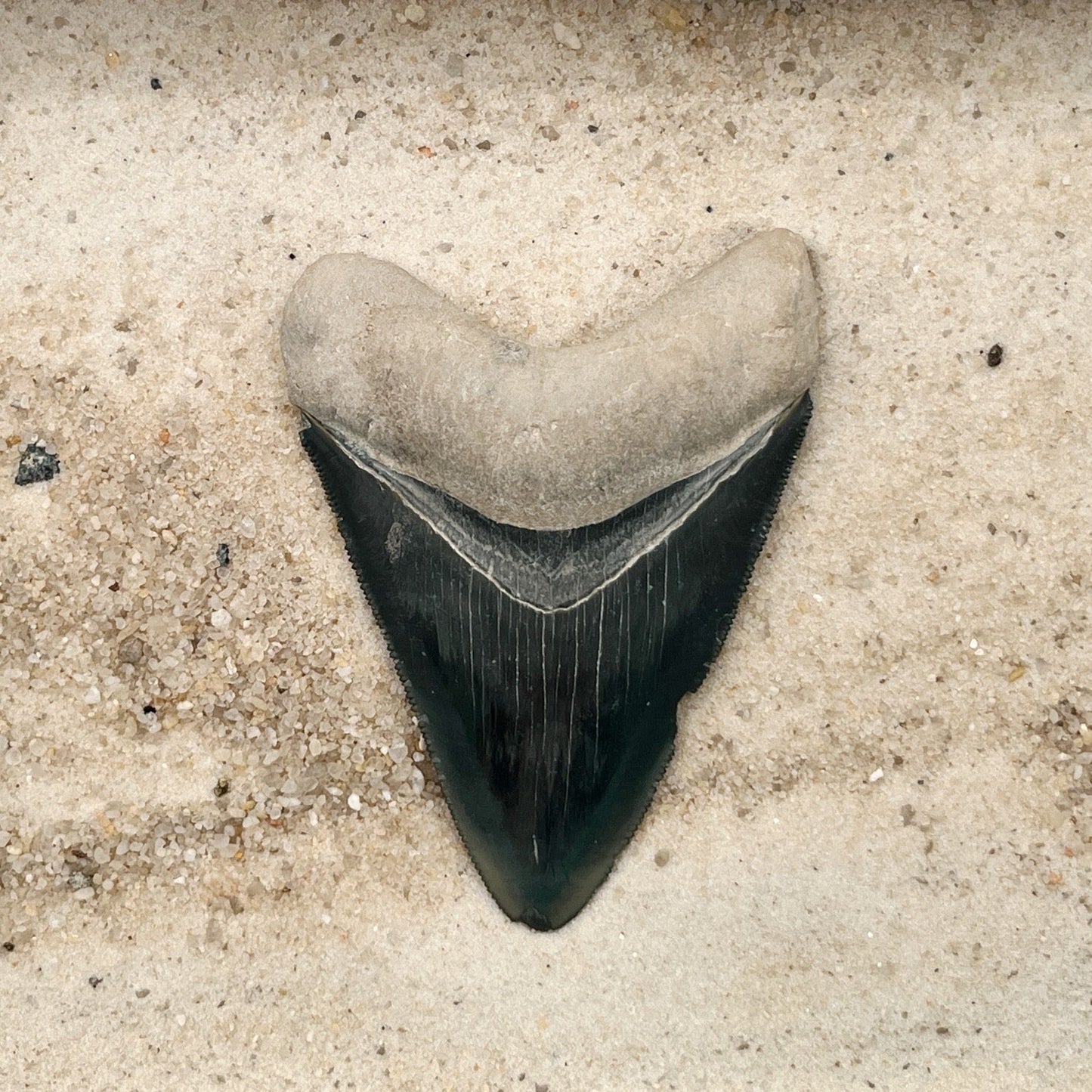 3.12" Megalodon from Bone Valley, FL