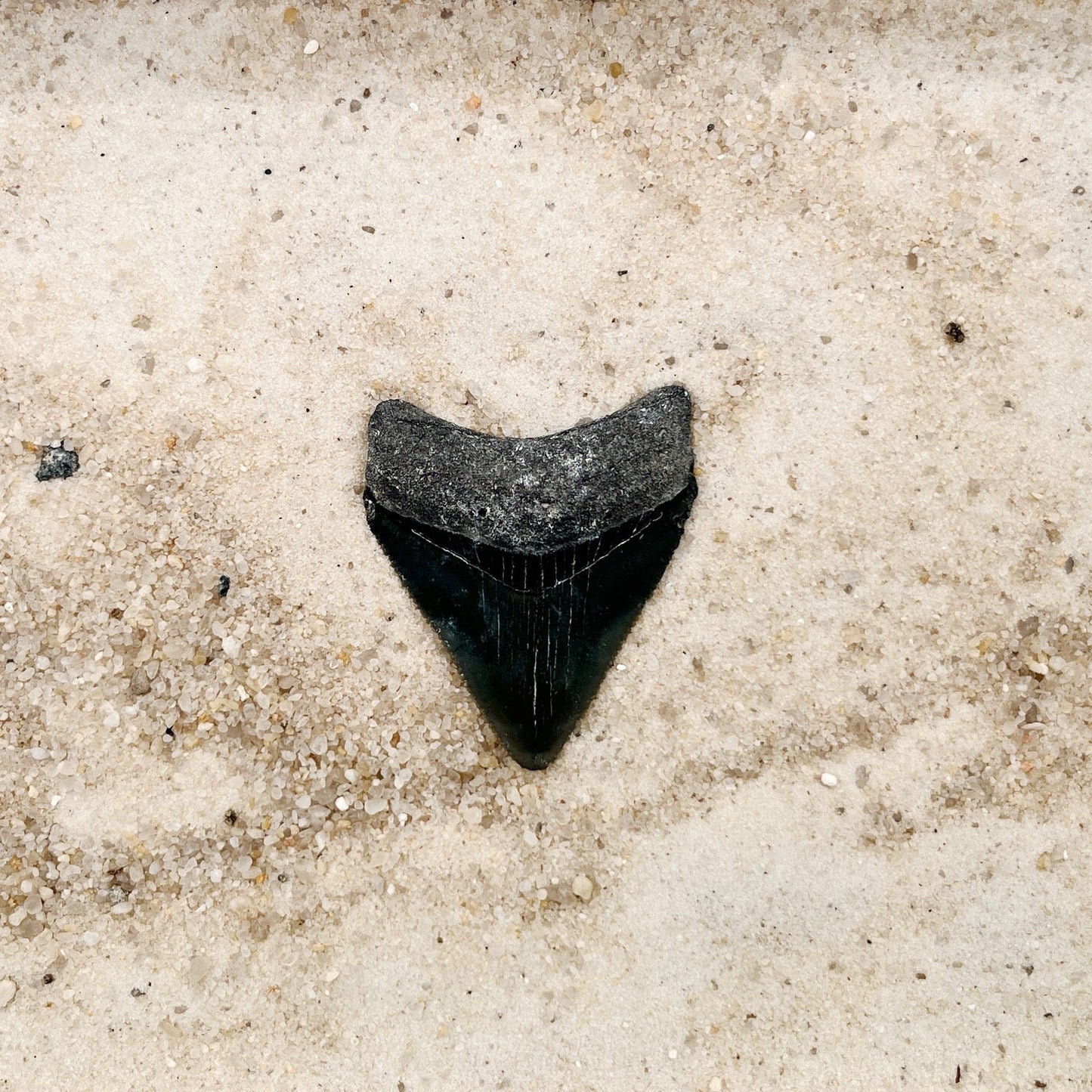 1.80" Megalodon from Bone Valley, FL