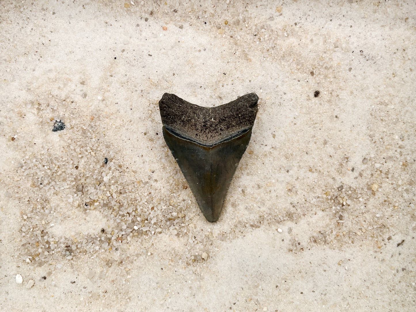 2.01" Megalodon from Bone Valley, FL