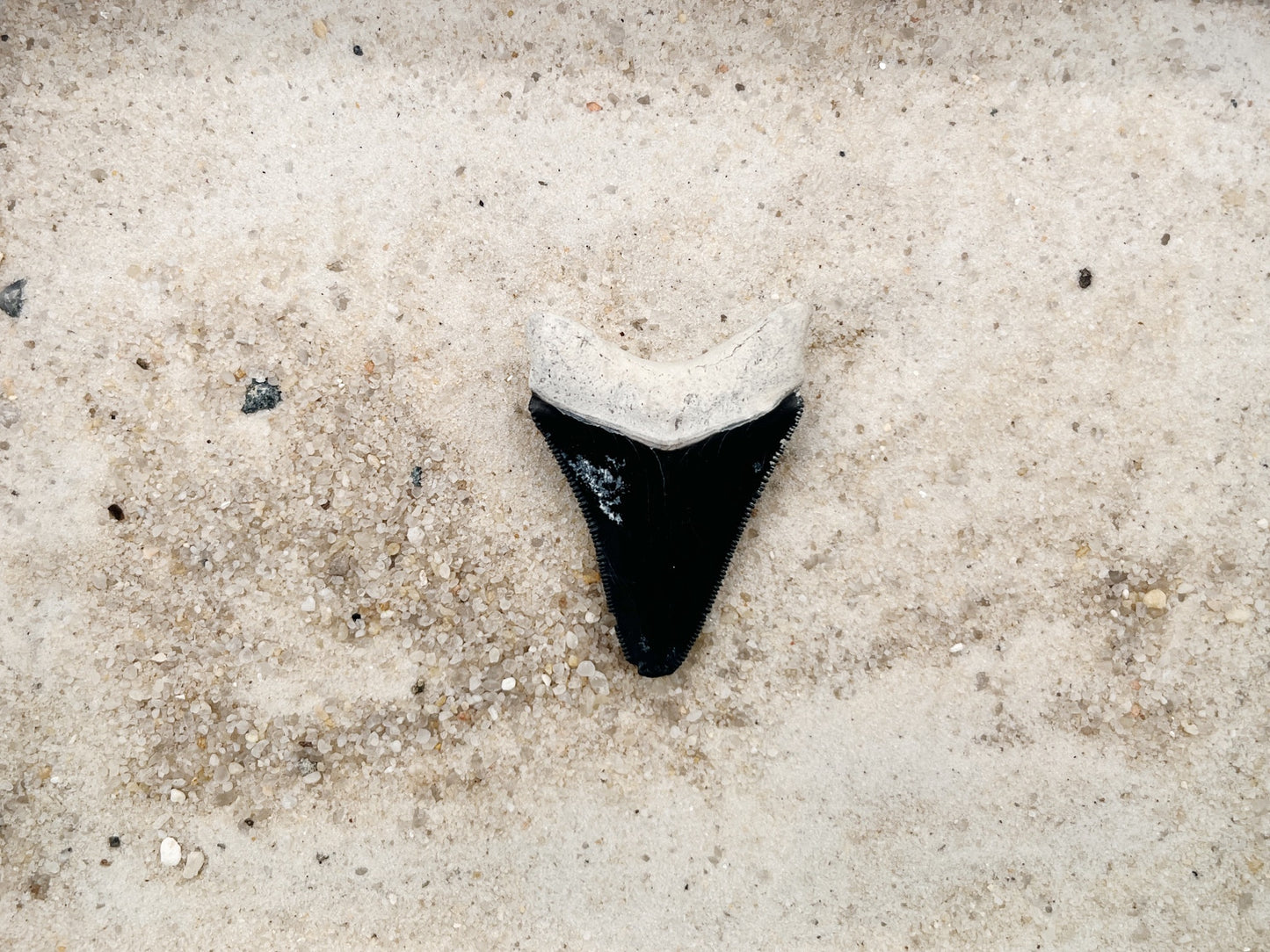 1.93" Megalodon from Bone Valley, FL