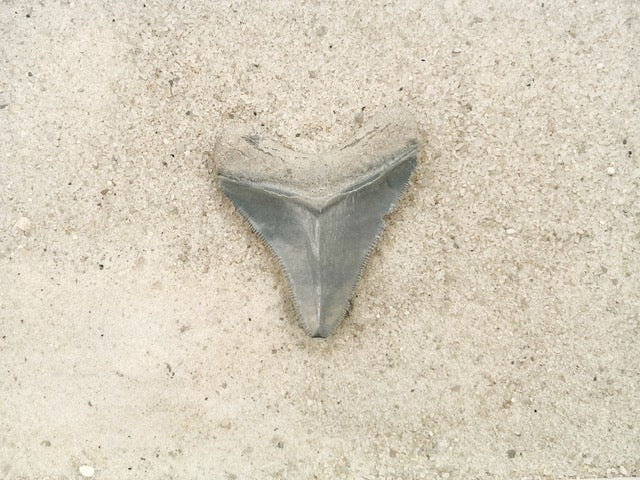 2.22" Megalodon from Bone Valley, FL
