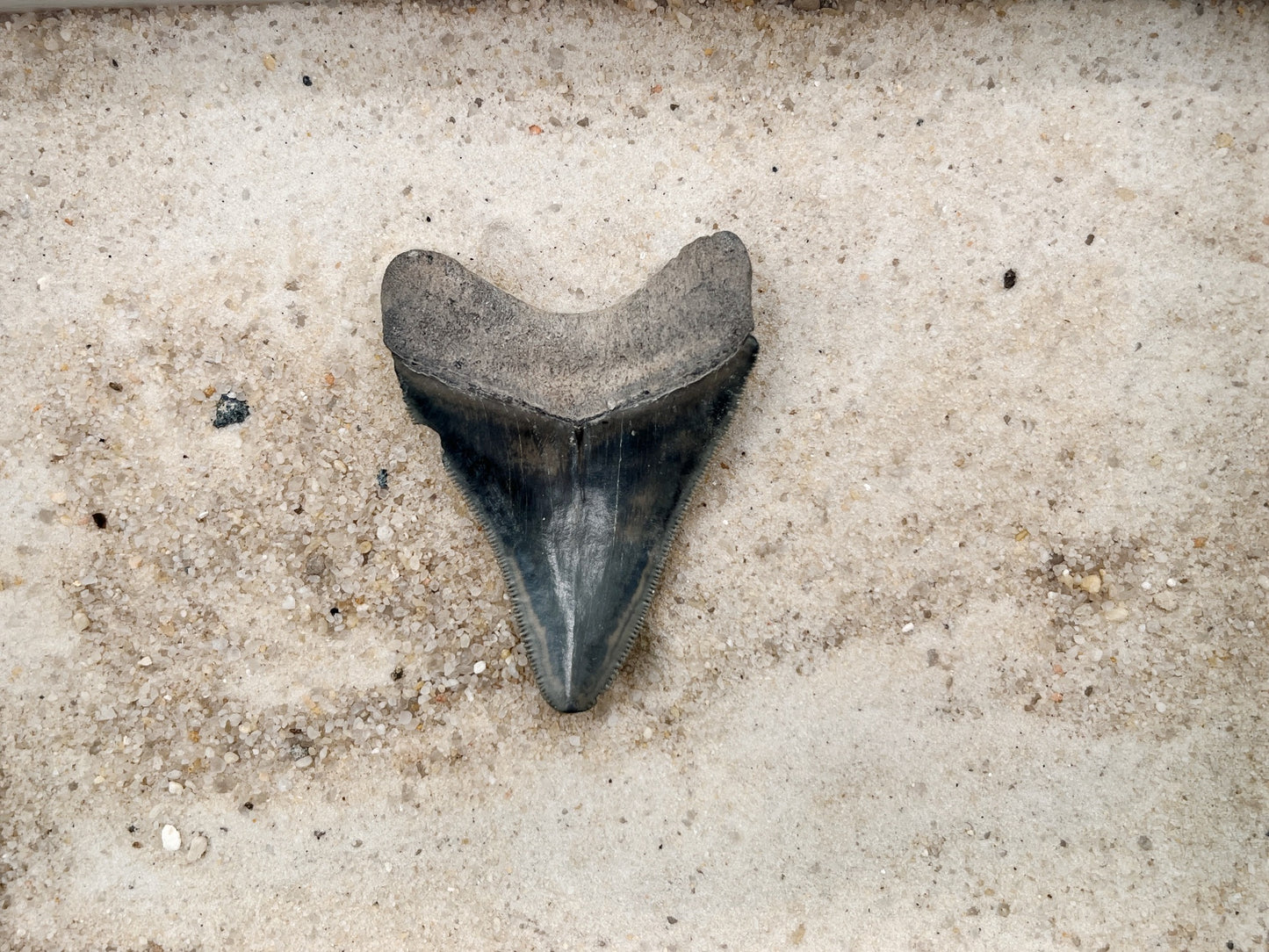 2.49" Megalodon from Bone Valley, FL