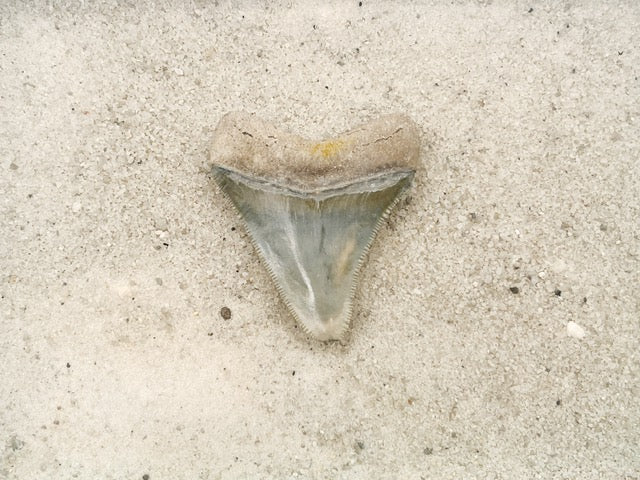 2.32" Megalodon from Bone Valley, FL