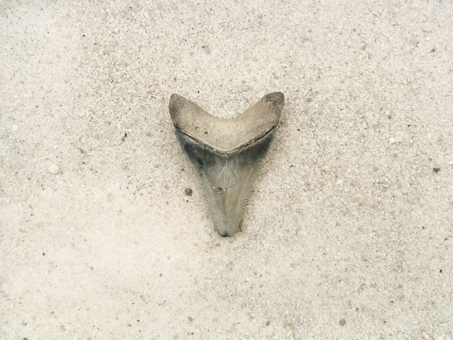1.99" Megalodon from Bone Valley, FL
