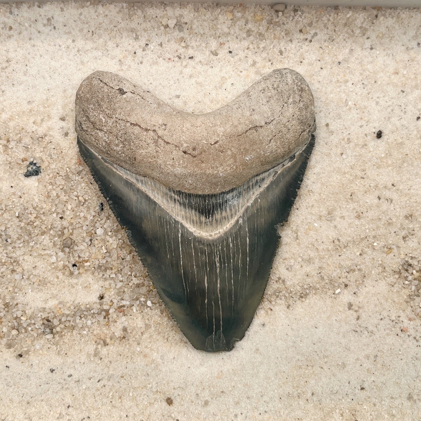 3.47" Megalodon from Bone Valley, FL