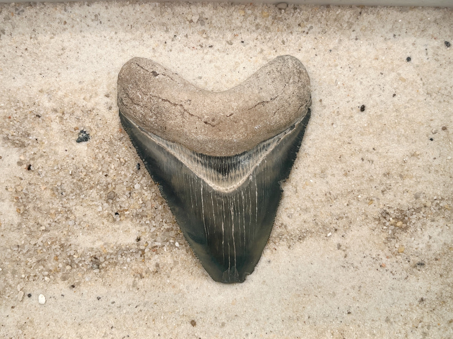 3.47" Megalodon from Bone Valley, FL
