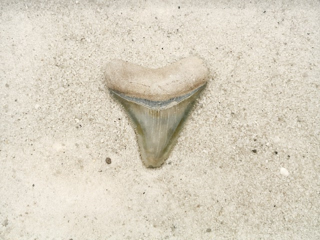 2.32" Megalodon from Bone Valley, FL