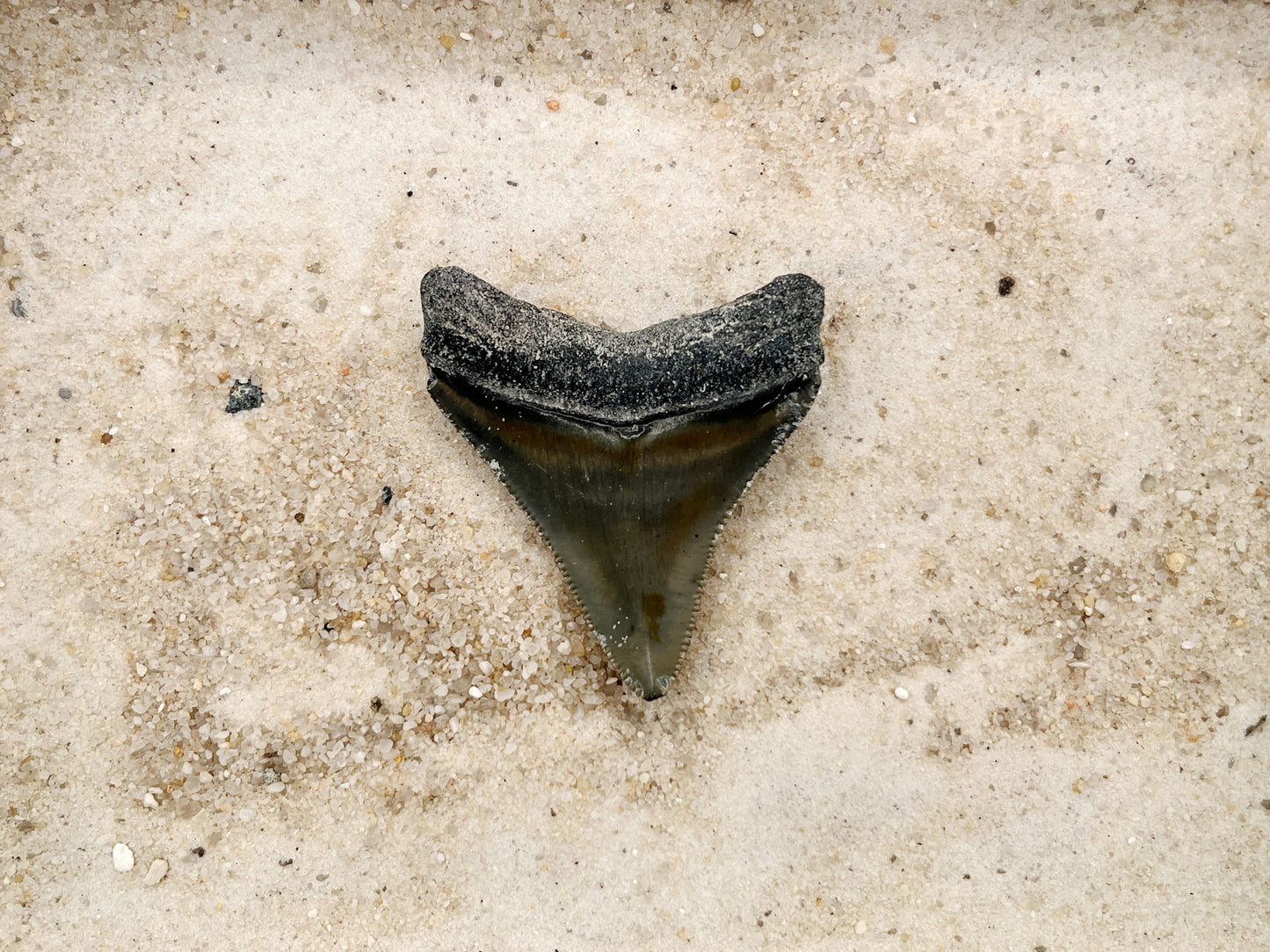 2.31" Megalodon from Bone Valley, FL