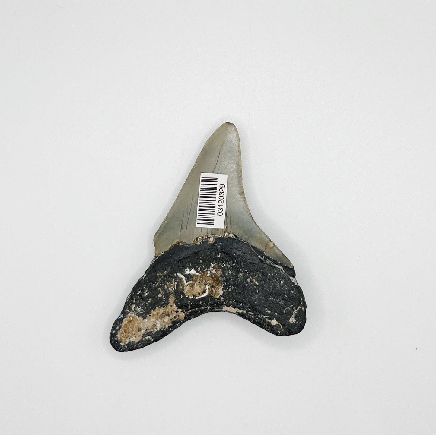 3.29” NC Meg
