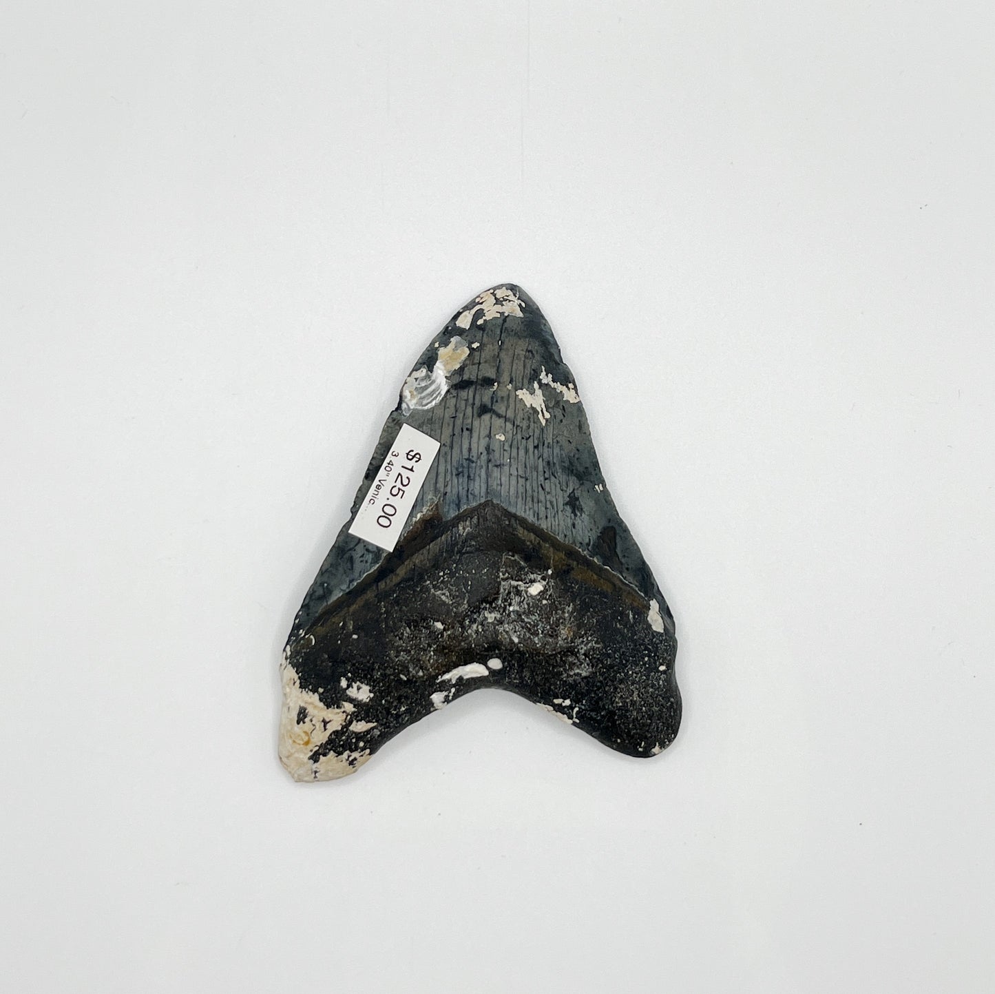 3.40" Venice Megalodon