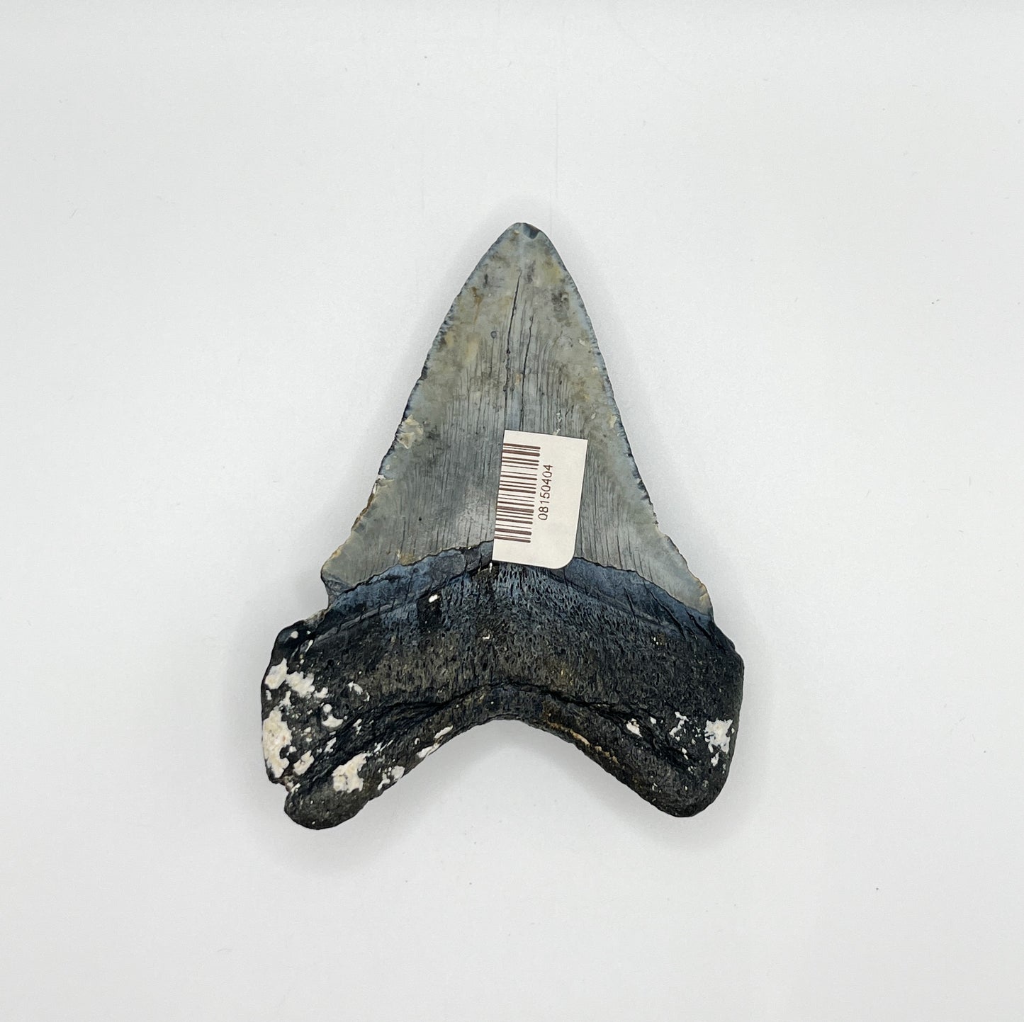 4.04" Venice Meg