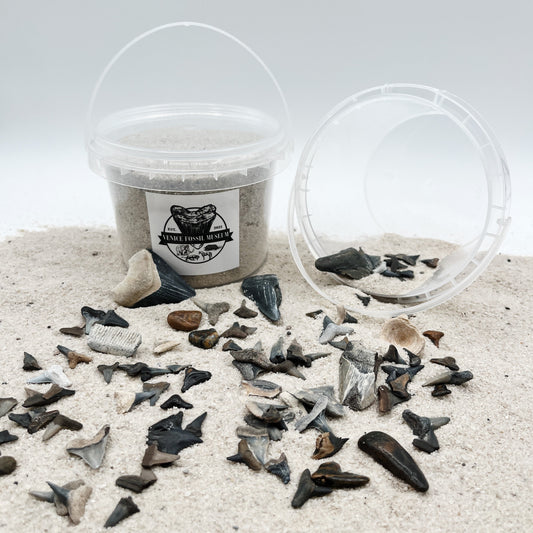 DIG AT HOME - Florida Shark Tooth Dig with Megalodon