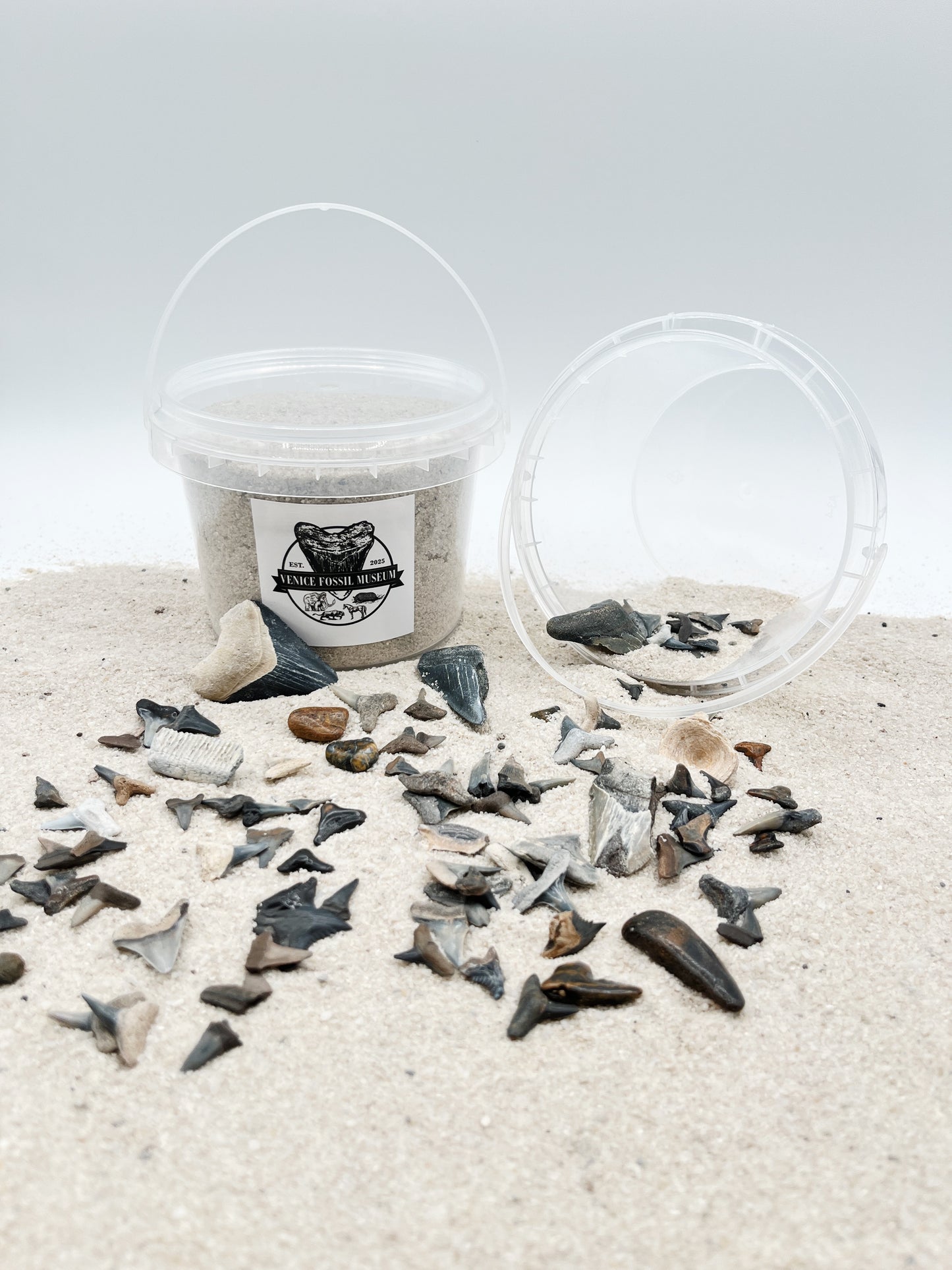 DIG AT HOME - Florida Shark Tooth Dig with Megalodon