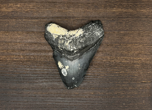 3.95” Venice Meg
