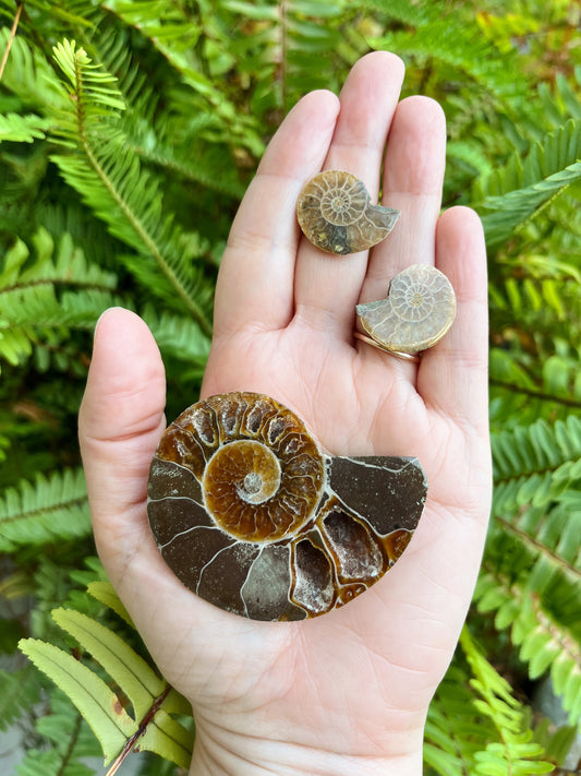 Ammonite Pairs - Medium
