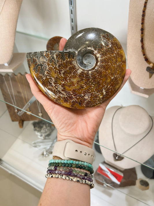 Polished Ammonite