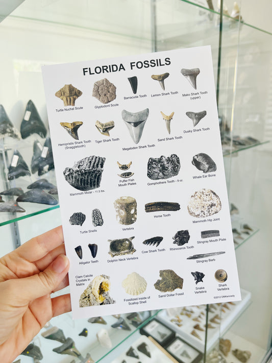 Florida Fossils ID Chart