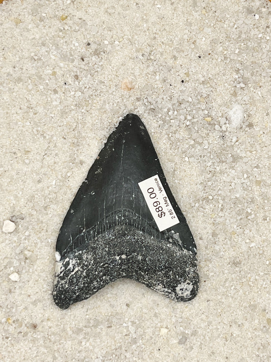 2.85” Meg - Venice