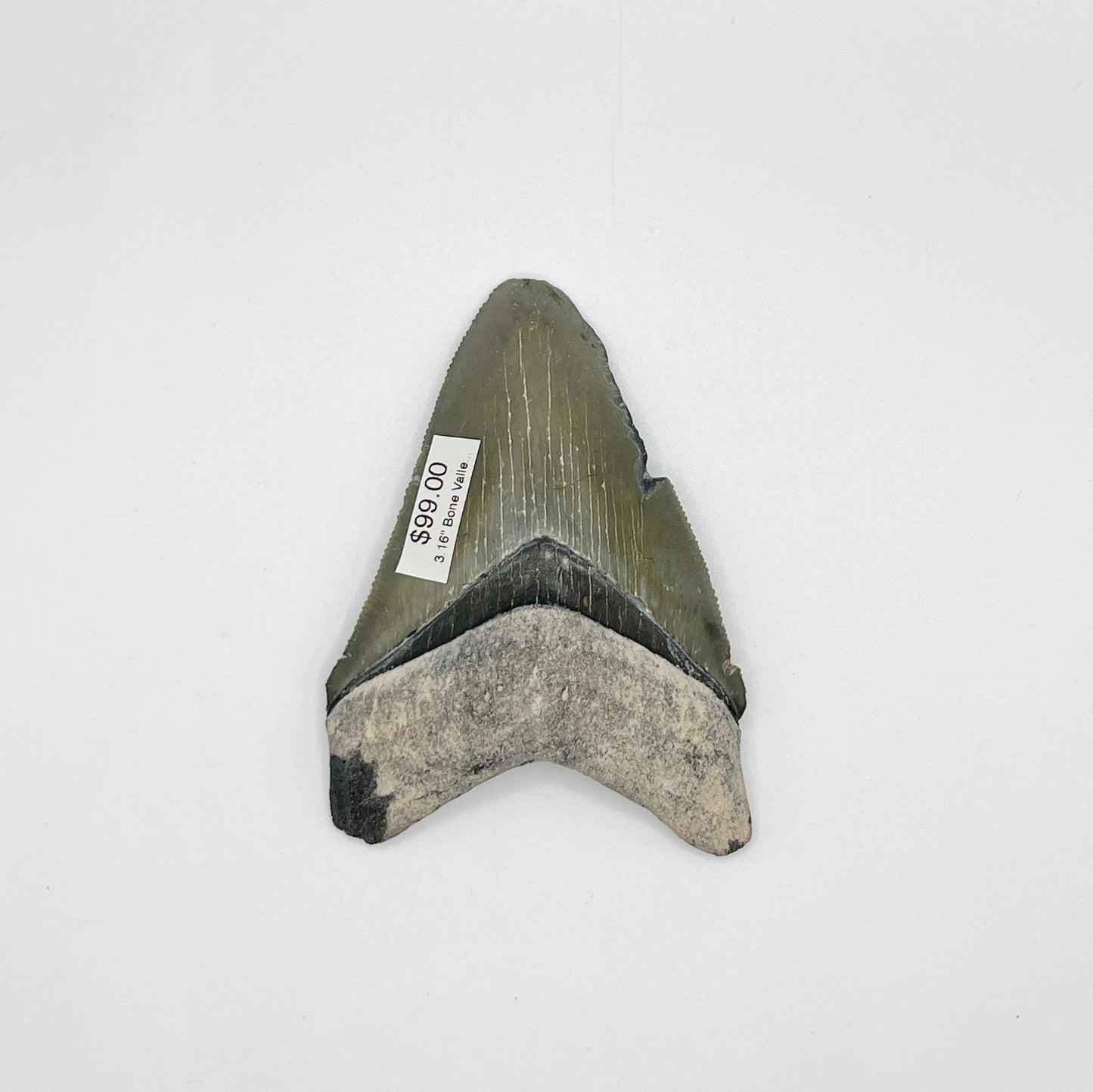 3.16" Bone Valley Meg