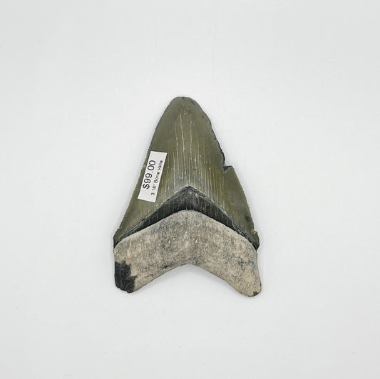 3.16" Bone Valley Meg