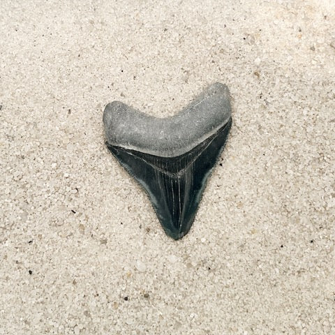 2.12" Megalodon from Bone Valley, FL