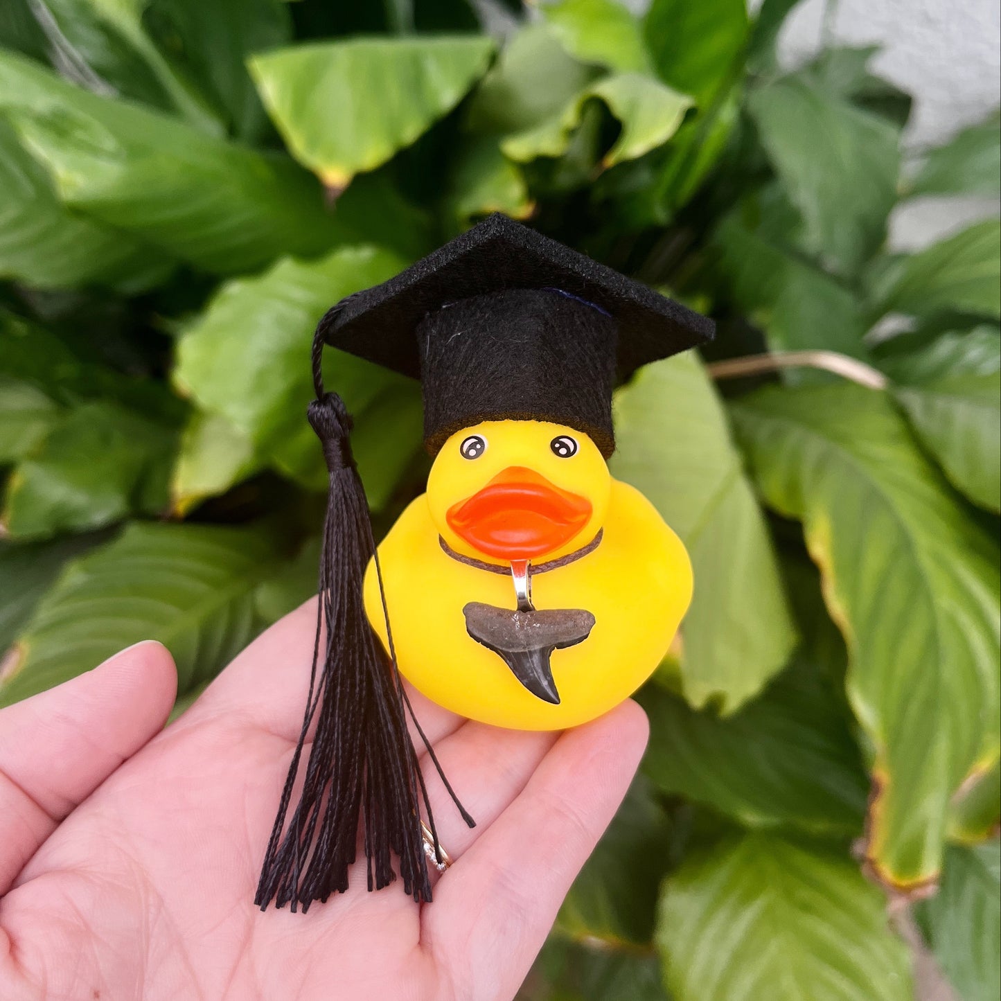 Graduation Shark Novelty Ducky - w/ cord Shark Tooth Necklace