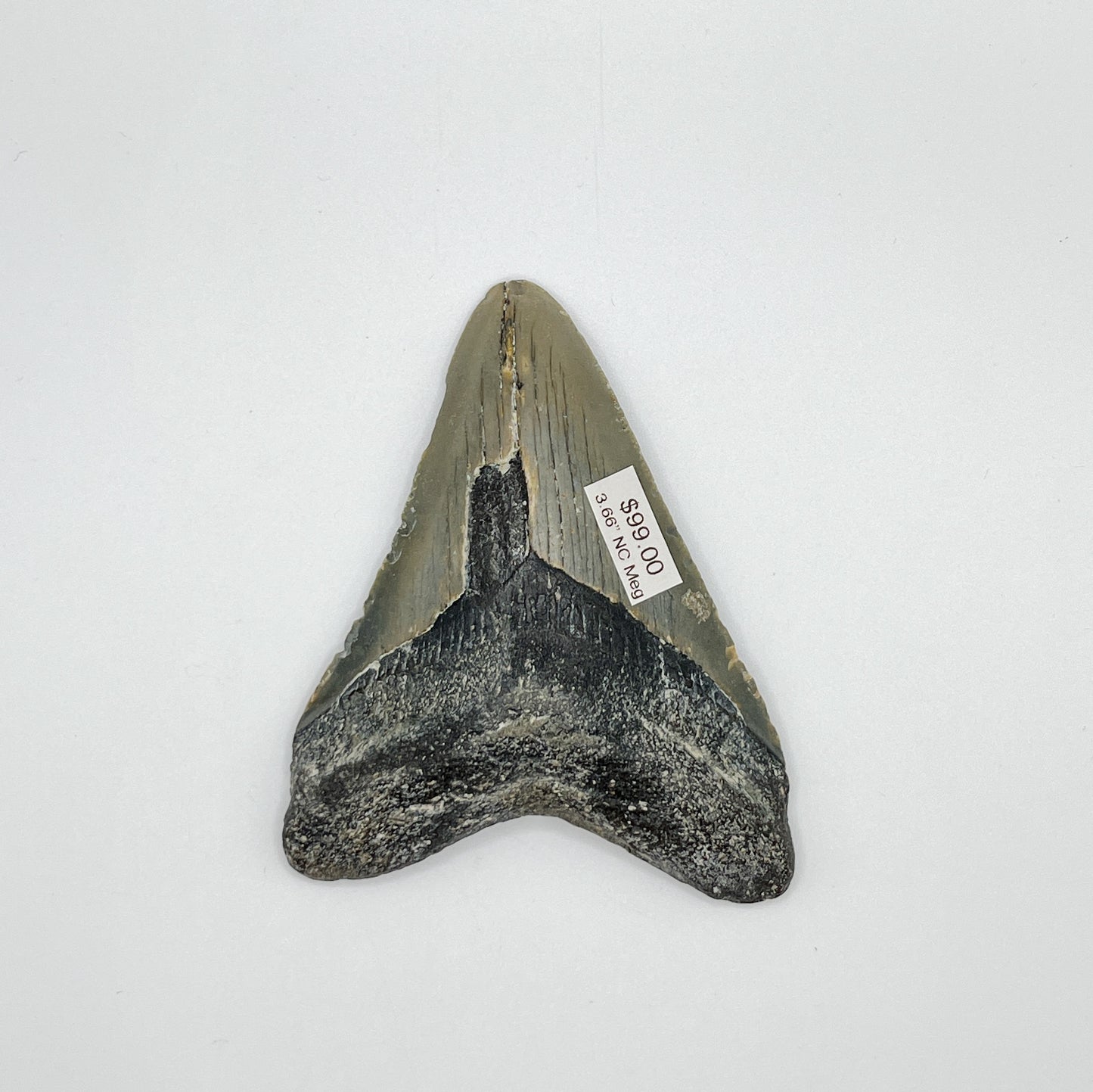 3.66” NC Meg