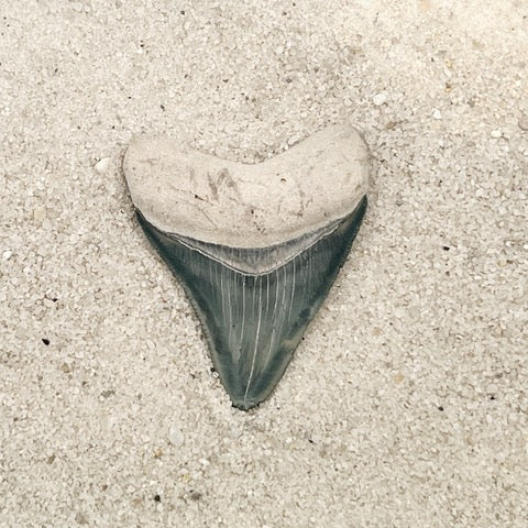 2.35" Megalodon from Bone Valley, FL