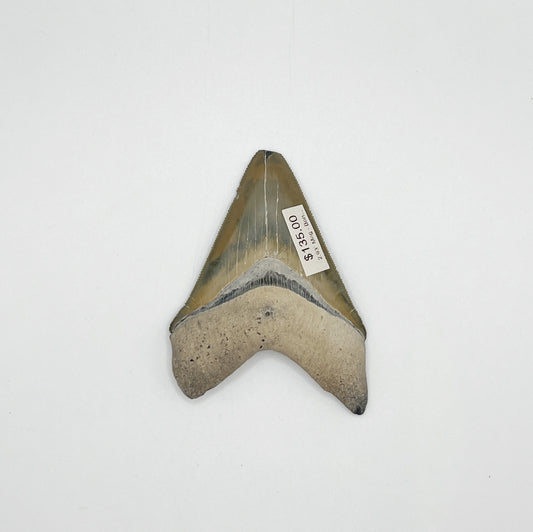 2.93” Meg - Bone Valley