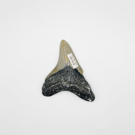 3.29” NC Meg