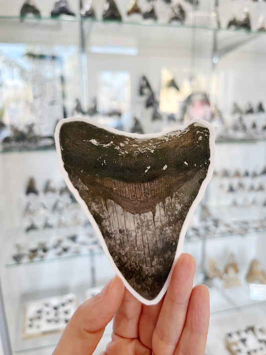 4" Brown Meg Sticker