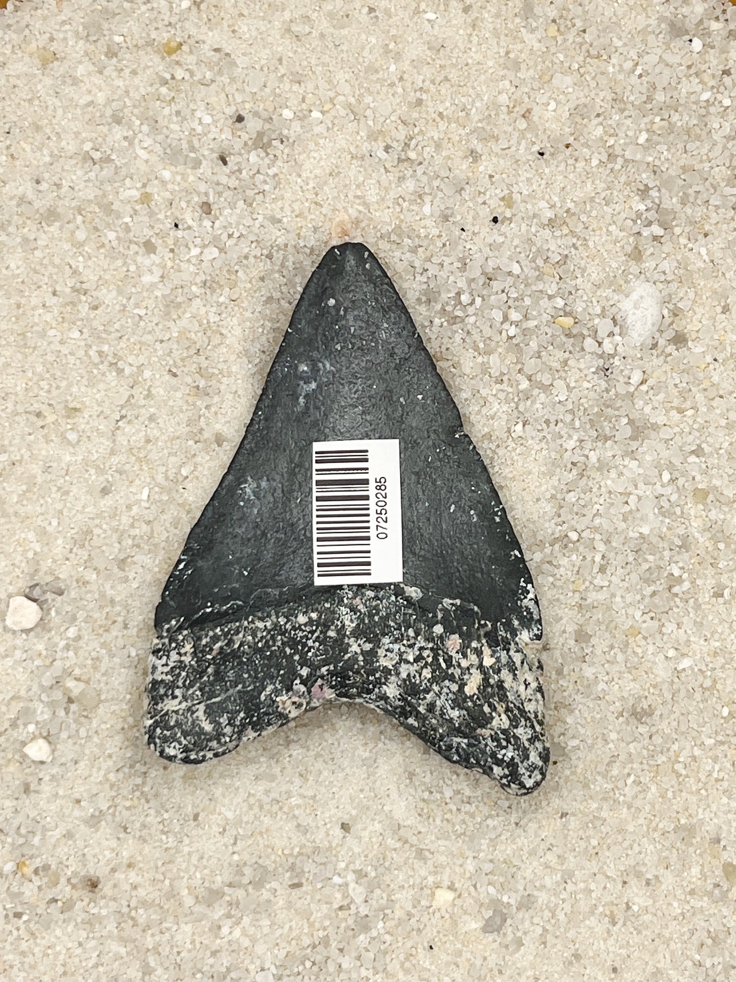 2.85” Meg - Venice