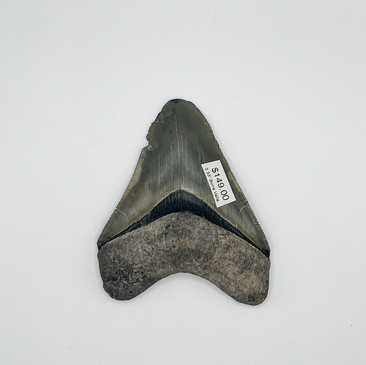 3.33" Bone Valley Meg