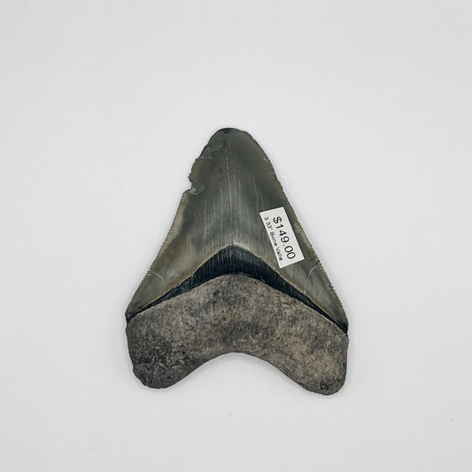 3.33" Bone Valley Meg