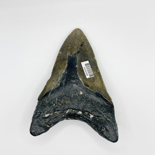 5.38” NC Meg