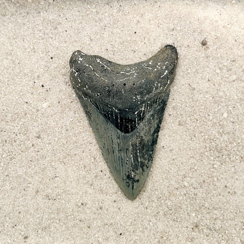 3.14” Venice Meg