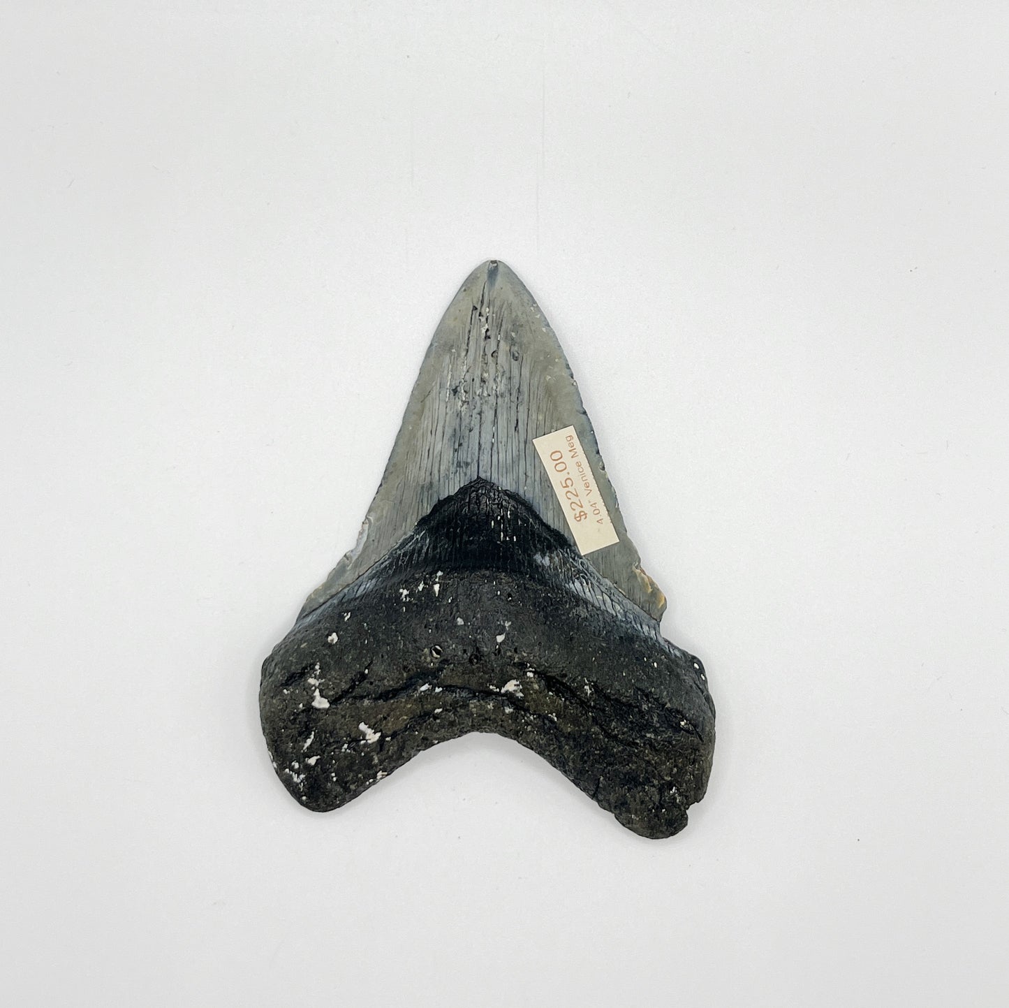 4.04" Venice Meg