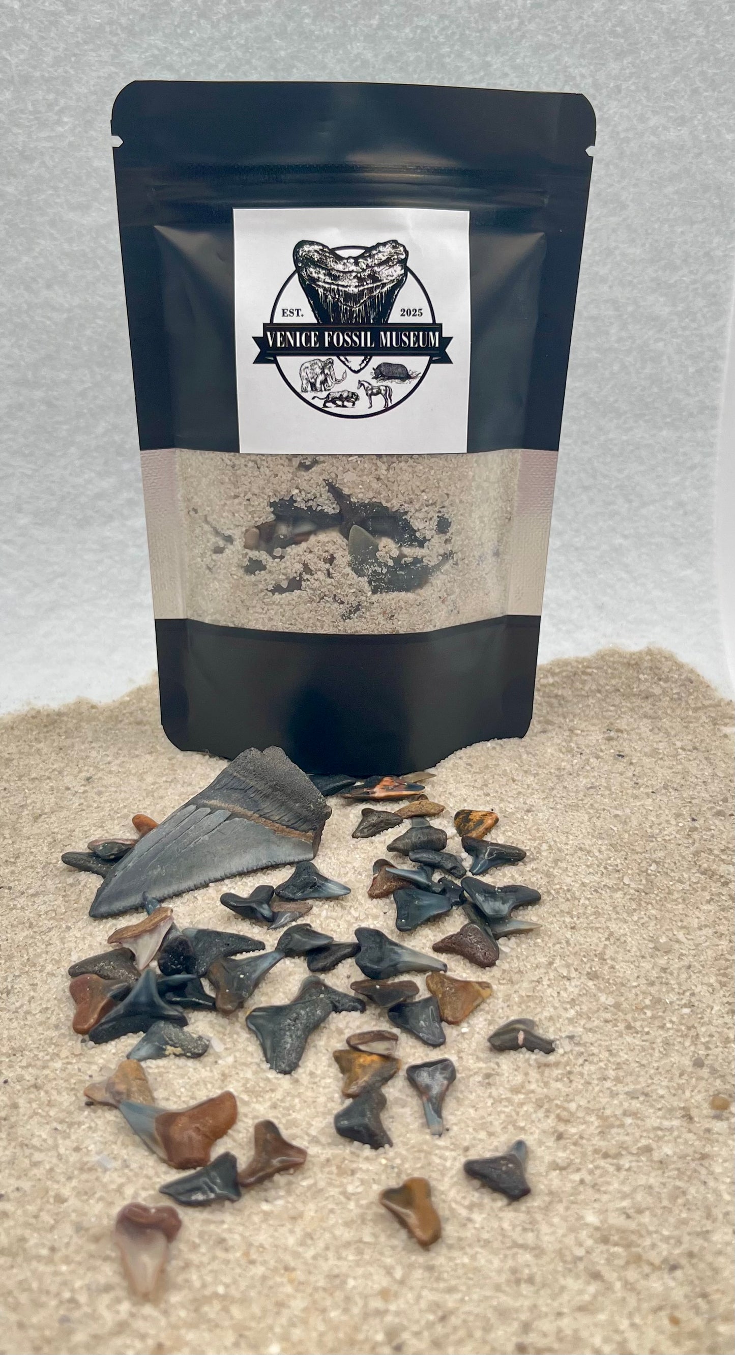 DIG AT HOME - Mini Florida Shark Tooth Dig