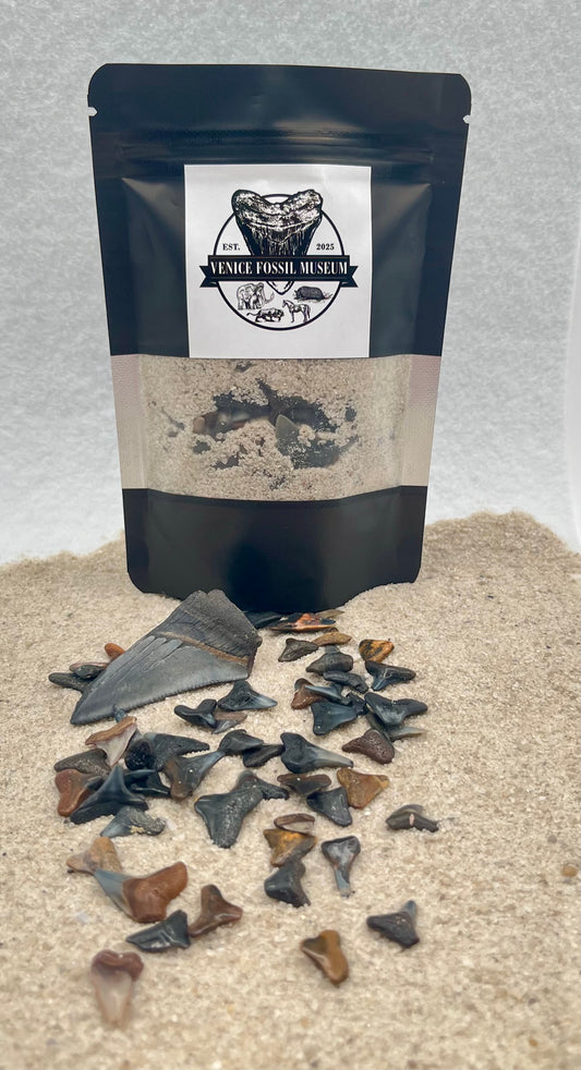 DIG AT HOME - Mini Florida Shark Tooth Dig