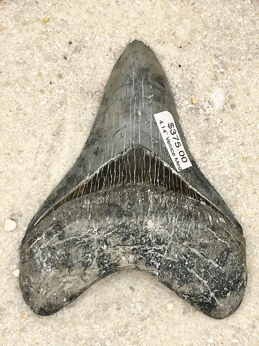 4.14” Venice Meg