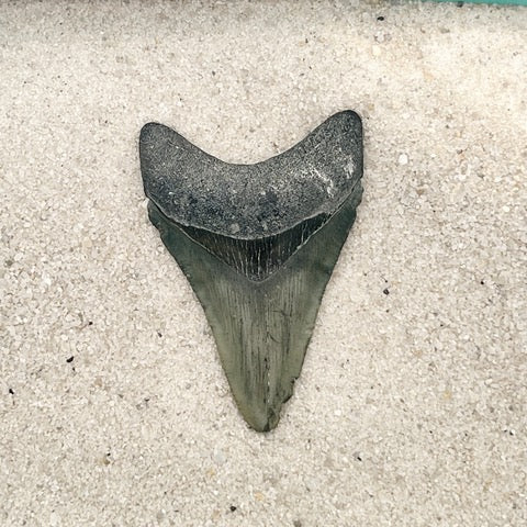 3.00” Megalodon from Bone Valley, FL