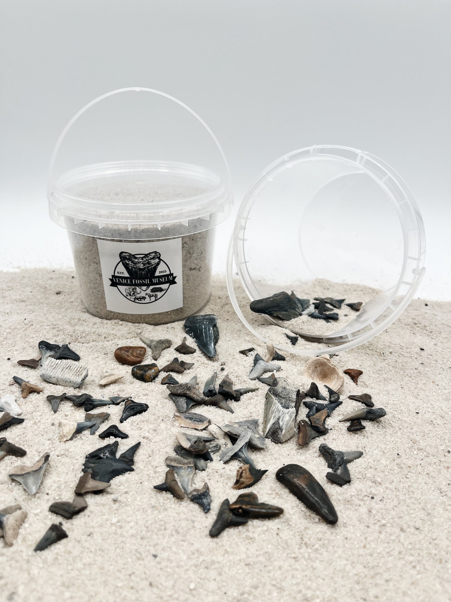 DIG AT HOME - Florida Shark Tooth Dig