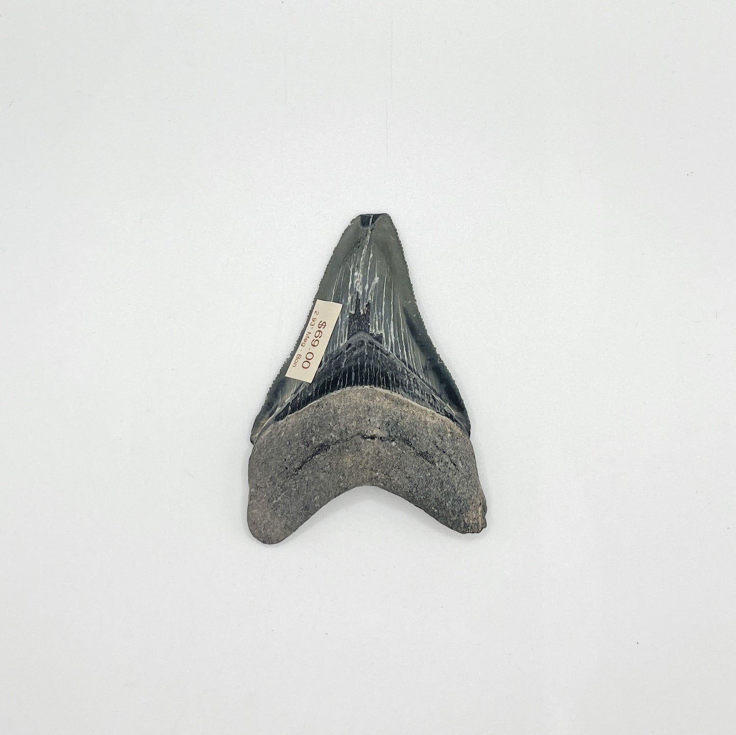2.93" Meg - Bone Valley